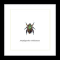 Anoplognathus viridiaeneus