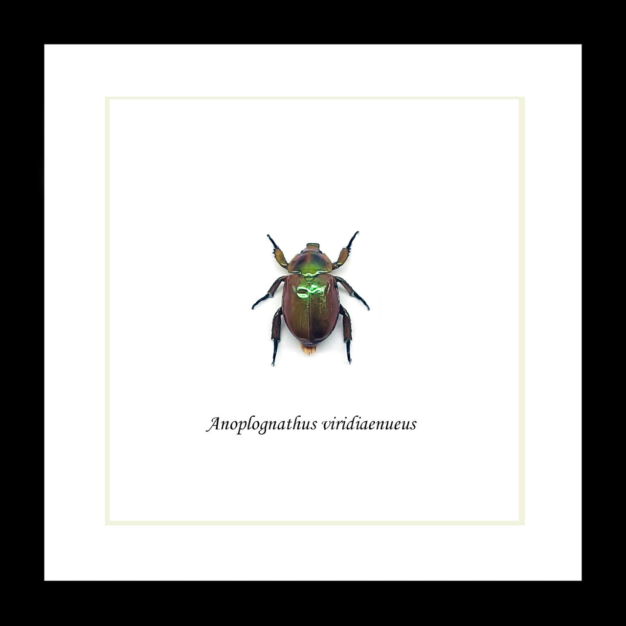 Anoplognathus viridiaeneus