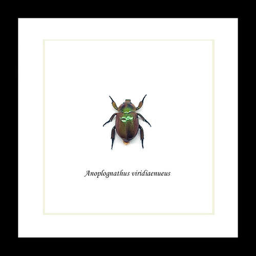Anoplognathus viridiaeneus