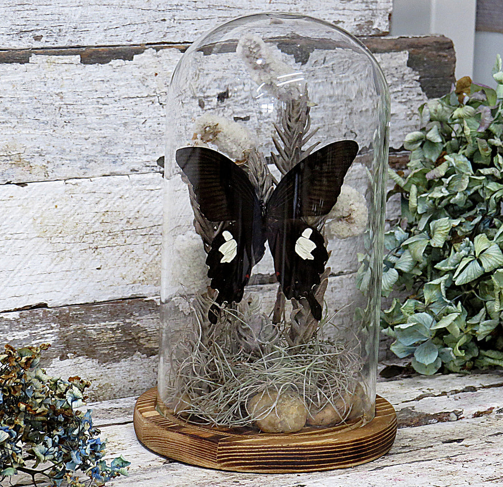 Dome Papilio fuscus # 15 ( LOCAL PICKUP ONLY )