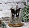 Dome Papilio fuscus # 15 ( LOCAL PICKUP ONLY )
