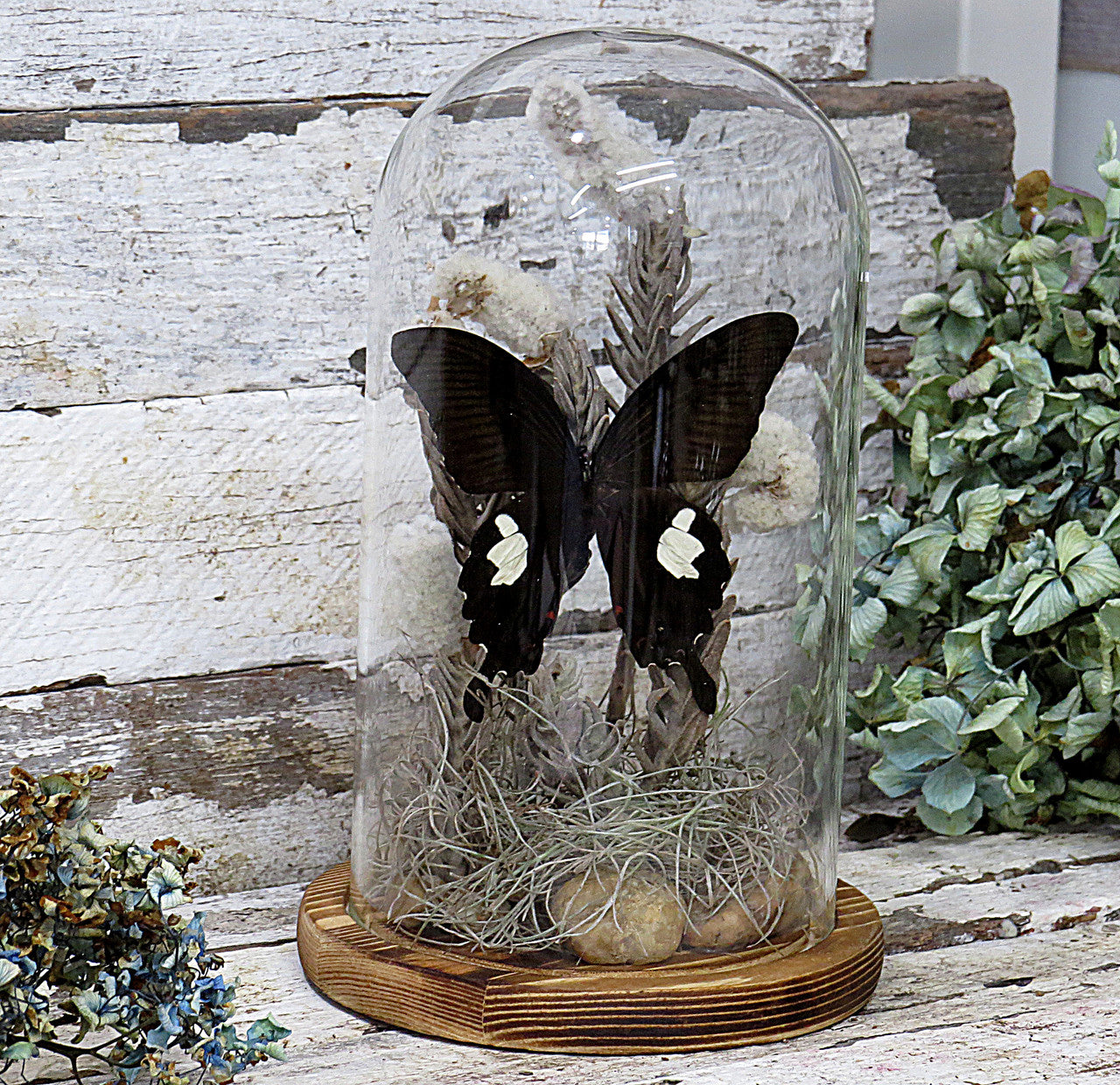 Dome Papilio fuscus # 15 ( LOCAL PICKUP ONLY )