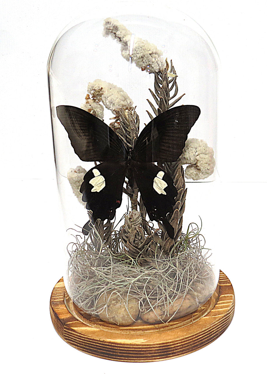 Dome Papilio fuscus # 15 ( LOCAL PICKUP ONLY )