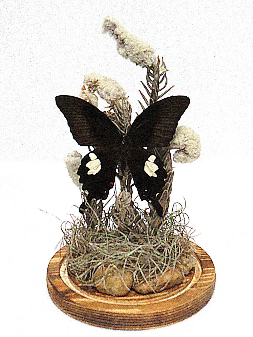 Dome Papilio fuscus # 15 ( LOCAL PICKUP ONLY )