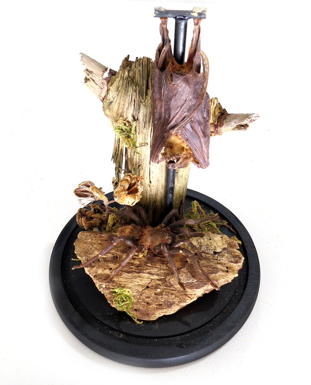 Dome Spider Bat # 17 ( LOCAL PICKUP ONLY )