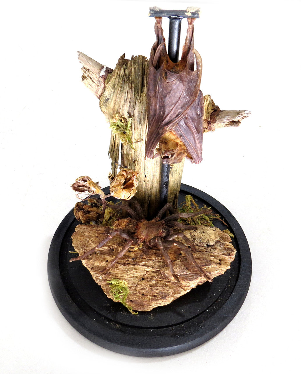 Dome Spider Bat # 17 ( LOCAL PICKUP ONLY )