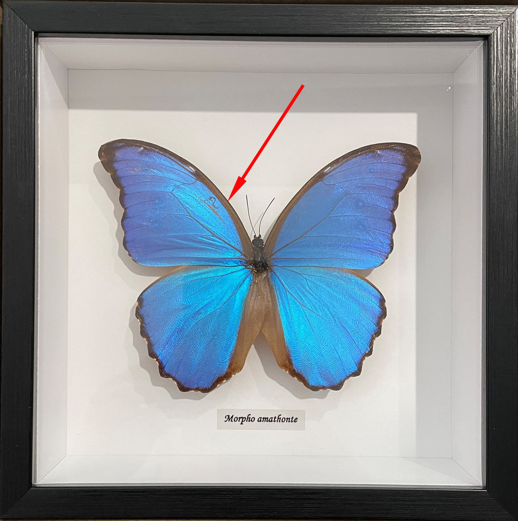 Morpho amathonte  # 88 ( special )