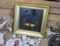 Death Head moth 