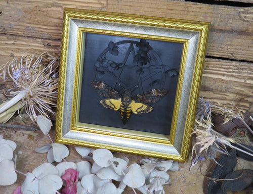 Death Head moth 