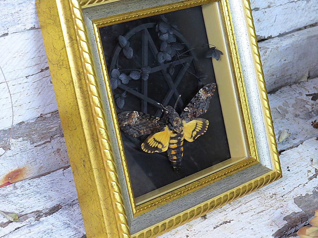 Death Head moth 