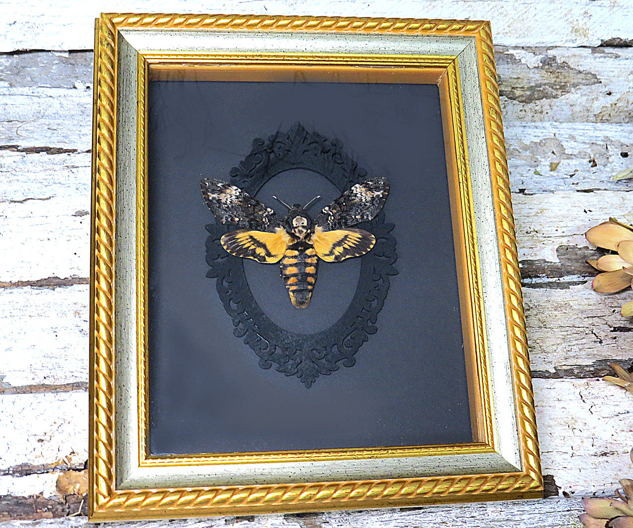 death moth