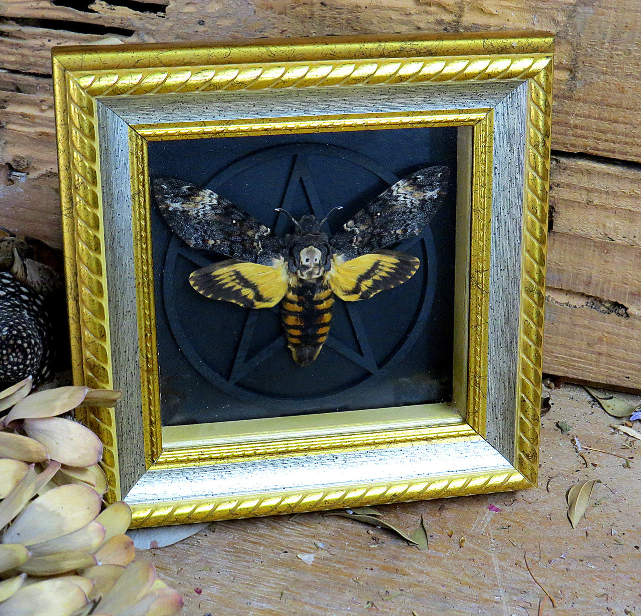 Acherontia atropos / Acherontia lachesis  AKA Death's-head moth  Gothic # 4.