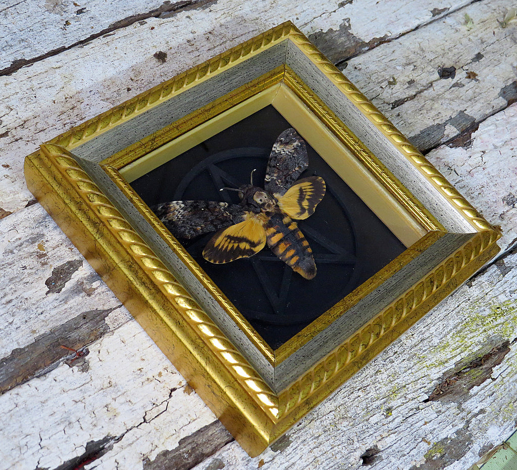 Acherontia atropos / Acherontia lachesis  AKA Death's-head moth  Gothic # 4.