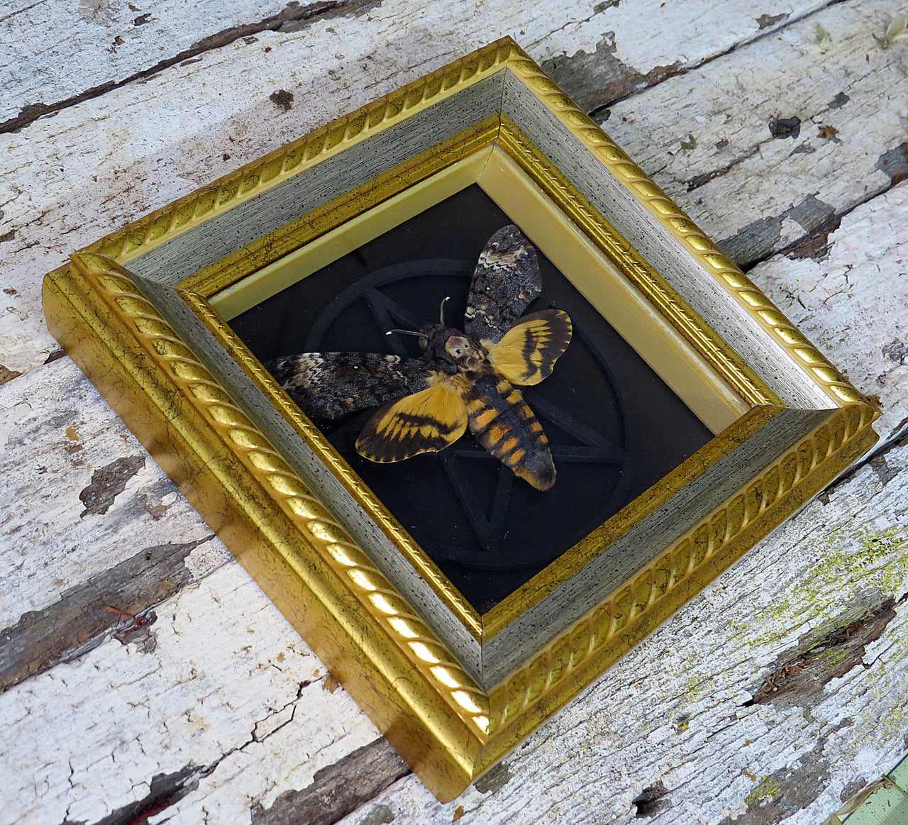 Acherontia atropos / Acherontia lachesis  AKA Death's-head moth  Gothic # 4.