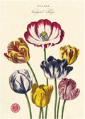 Gift wrap paper Tulips print