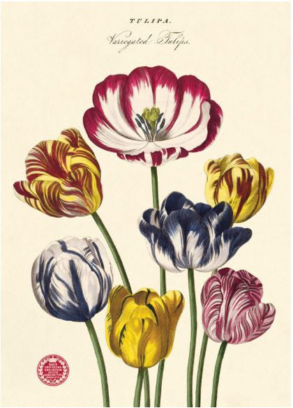 Gift wrap paper Tulips print