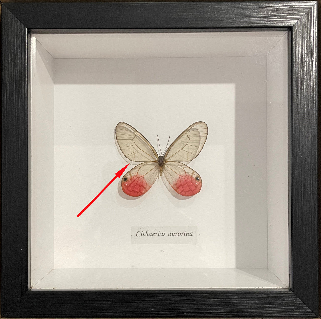 Cithaerias aurorina # 76  ( special )