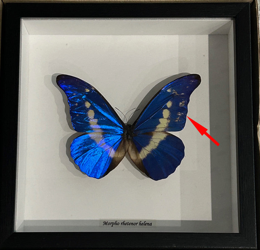 Morpho rhetenor helena ( special )