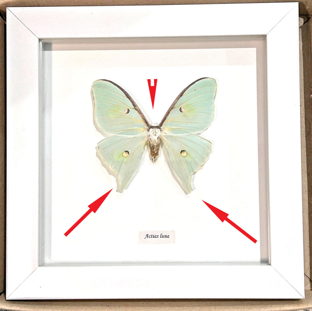 Actias luna white frame only ( special )