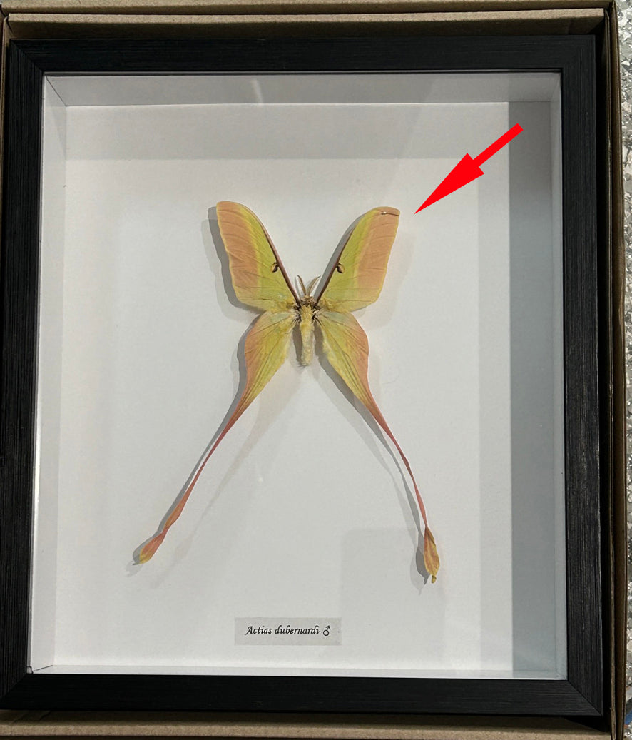 Actias dubernardi  Male # 10  ( special )