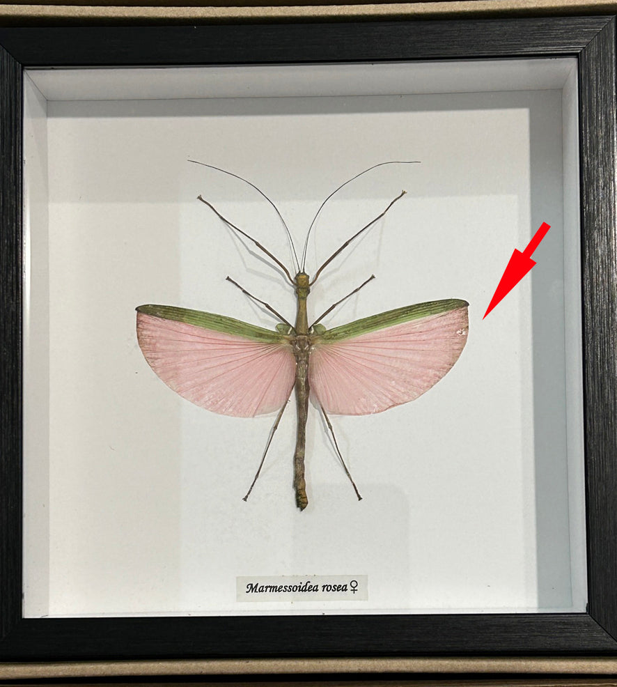 Marmessoidea rosea # 73