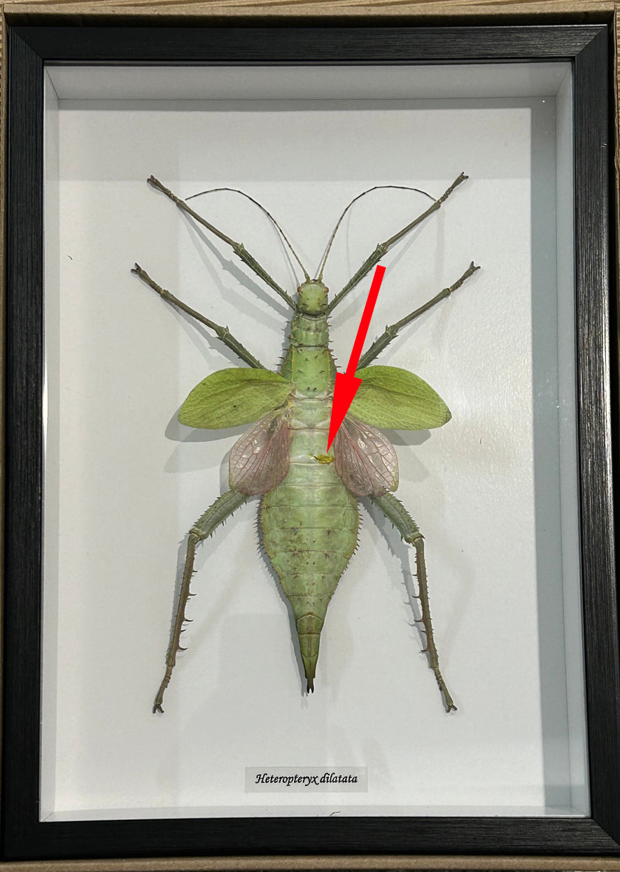 Heteropteryx dilatata female # 72 ( special )