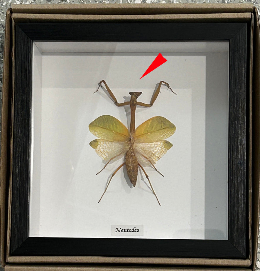 Mantodea sp. # 12 ( special )