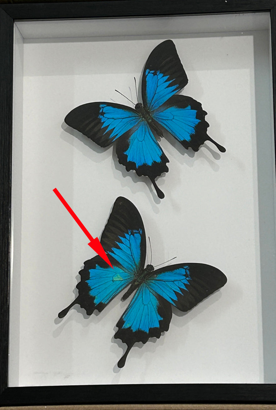 Papilio ulysses # 37  (special)