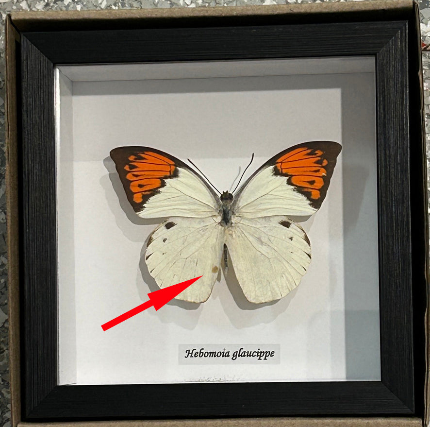 Hebomoia glaucippe # 5 ( special )