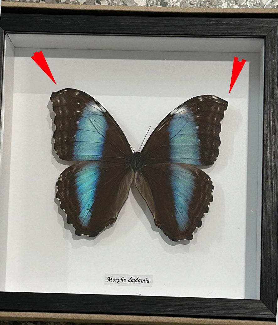 Morpho diedama female dorsal # 51 ( special )
