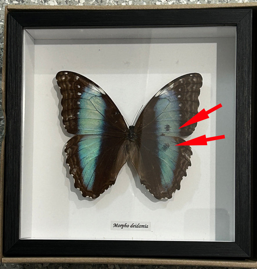 Morpho diedama female dorsal # 5 ( special )