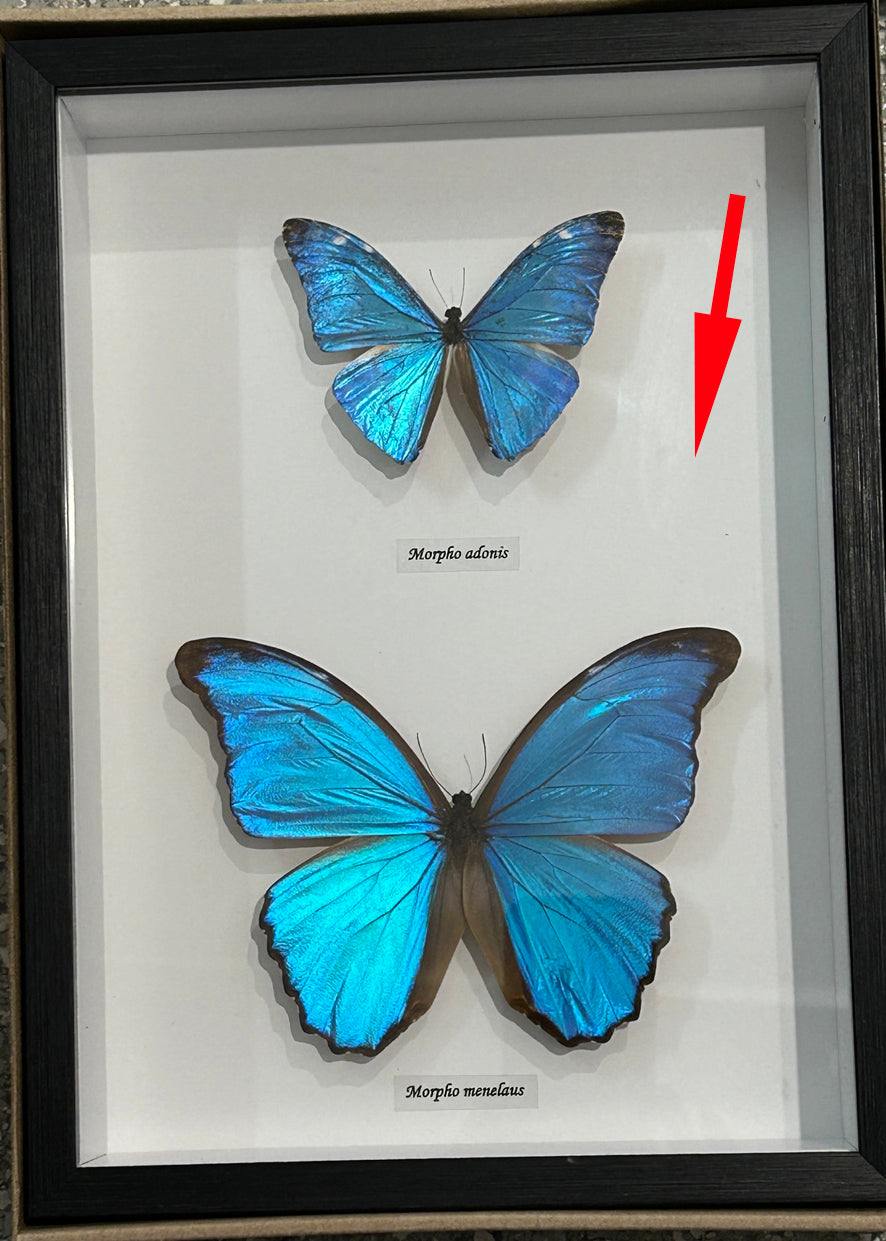 Morpho combo C # 4  ( special )