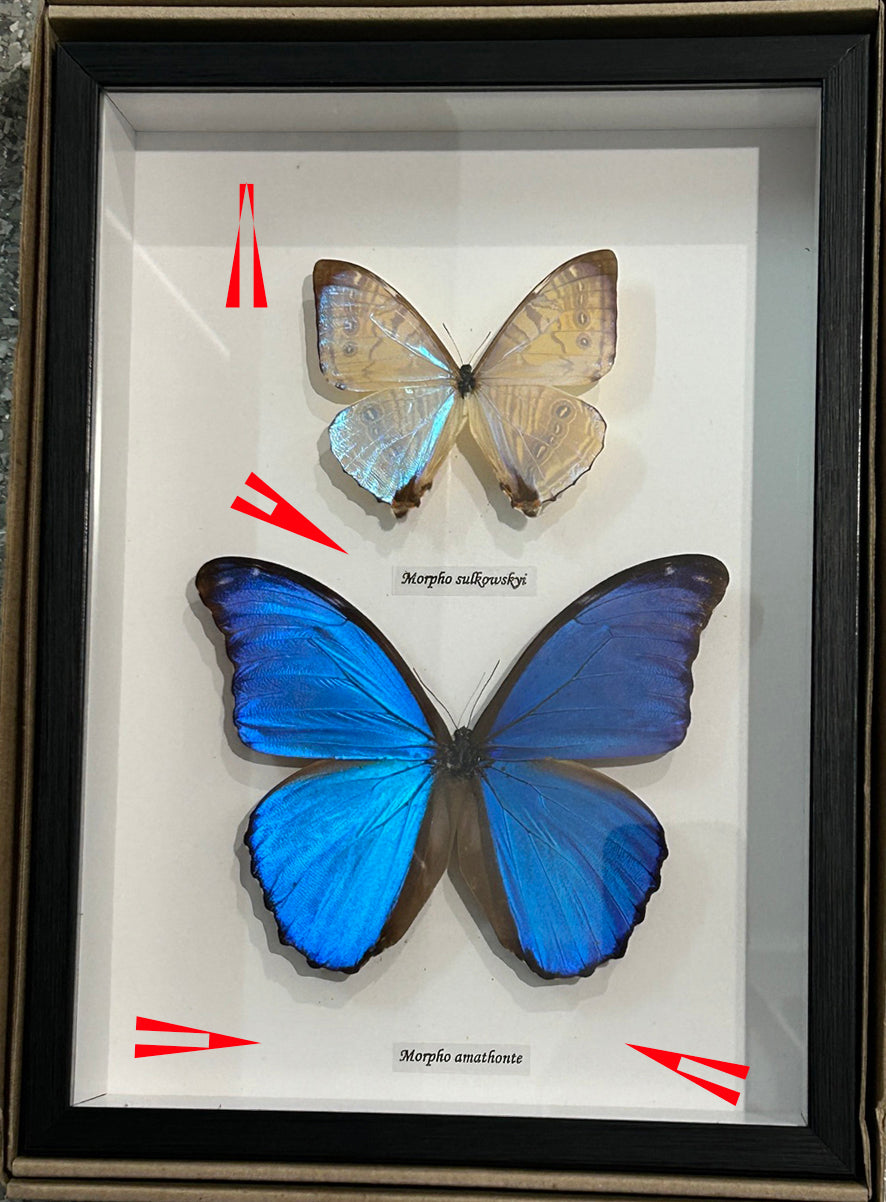 Morpho combo B  # 88