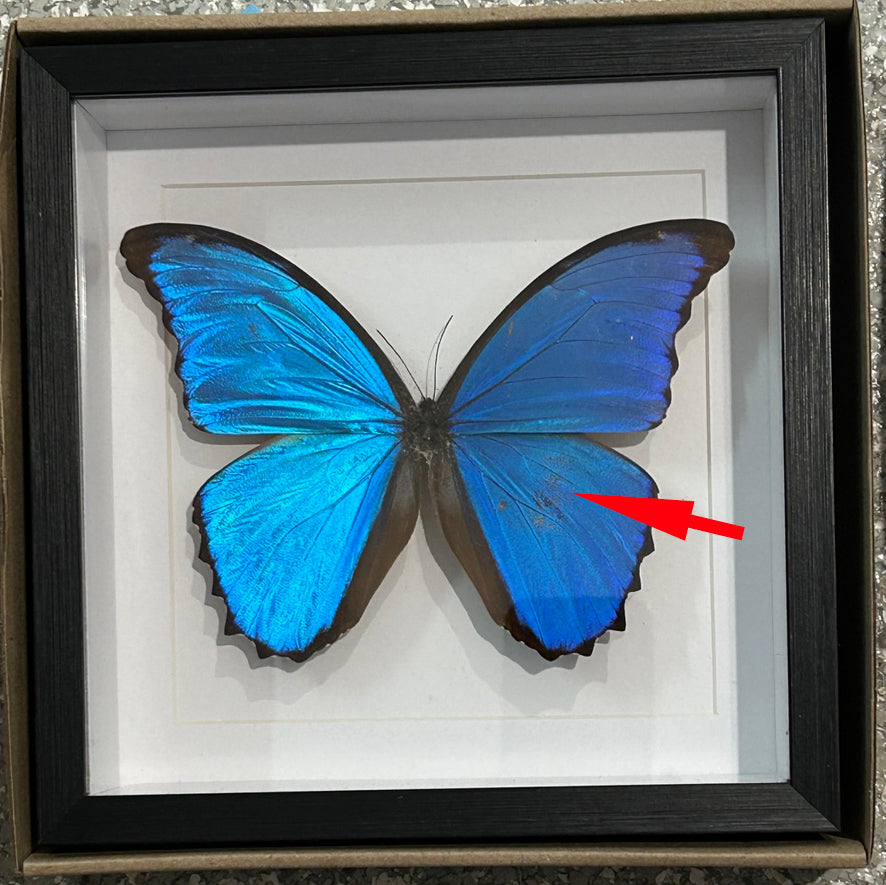 Morpho amathonte matt # 5 ( special )