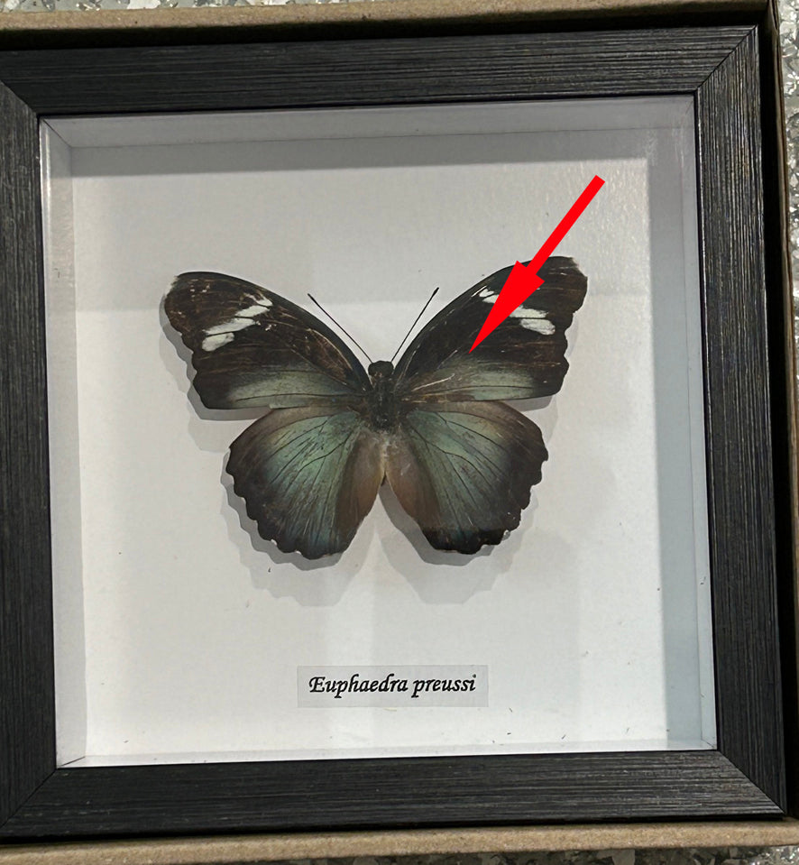 Euphaedra preussi # 5 ( special )