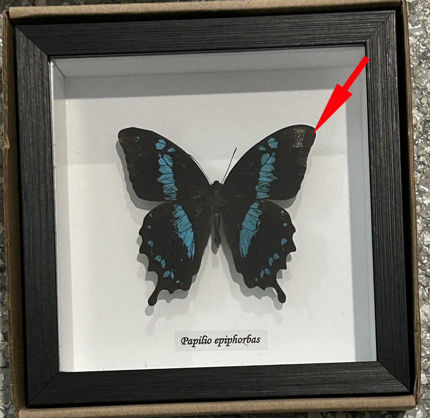 Papilio epiphorbas # 5 ( special )