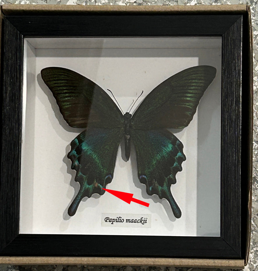 Papilio maackii ( summer ) # 3 ( special )