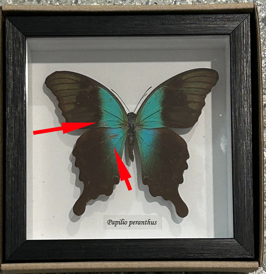 Papilio peranthus adamantius # 3 ( special )