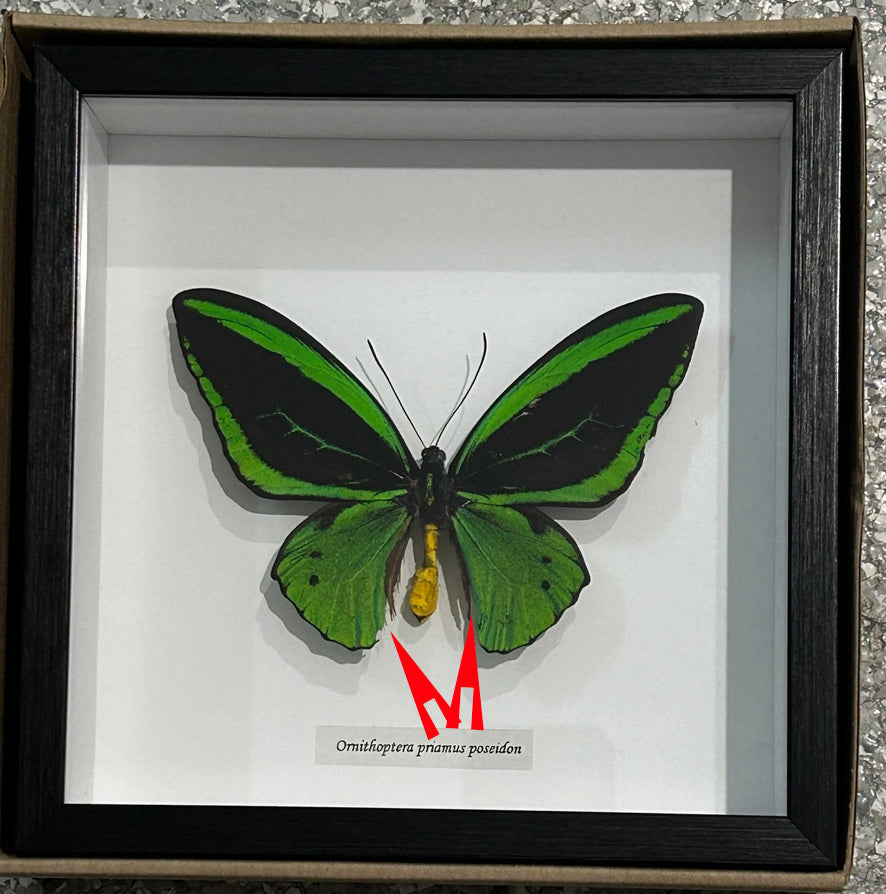 Ornithoptera priamus poseidon MALE # 3 ( special )