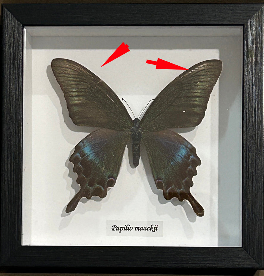 Papilio maackii ( summer ) # F ( special )