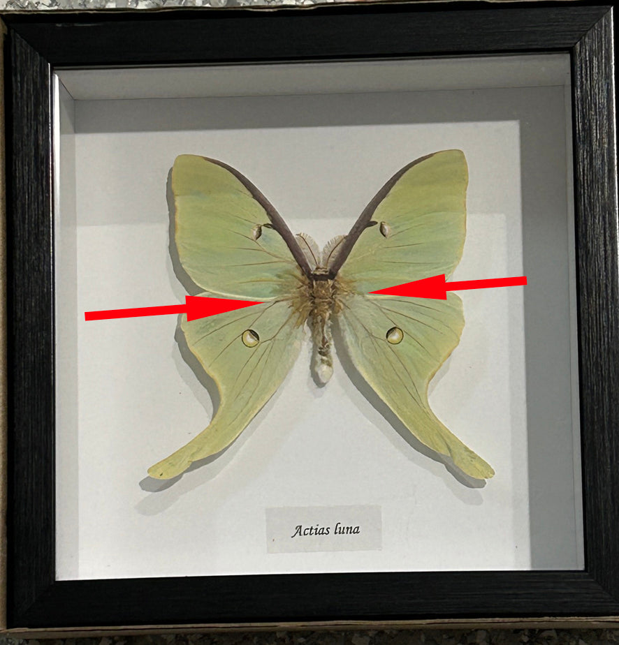 Actias luna # 20 ( special )