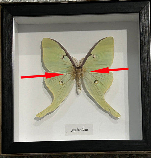 Actias luna # 20 ( special )
