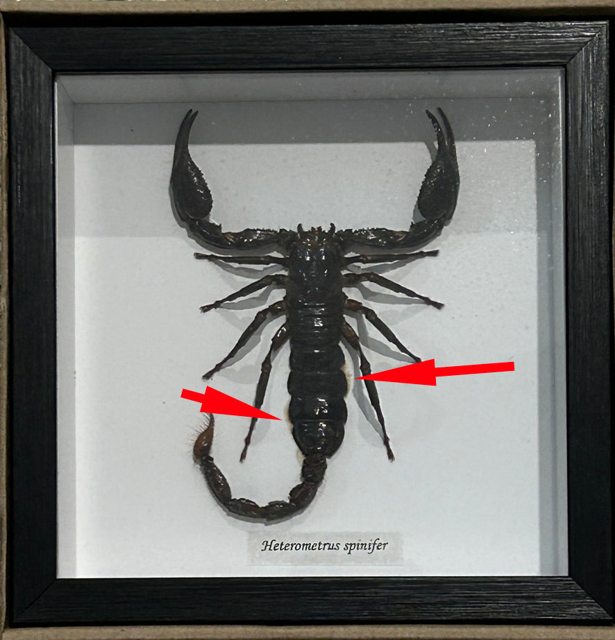 Scorpion  # 5  ( special )
