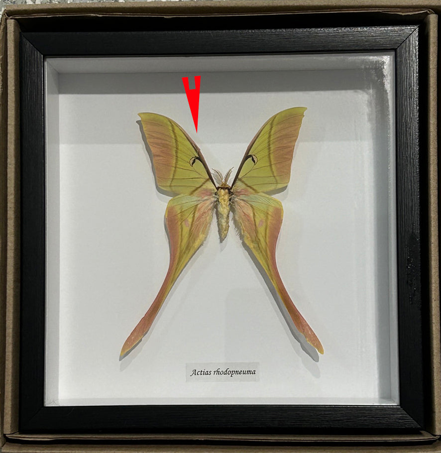 Actias rhodopneuma male # T ( special )