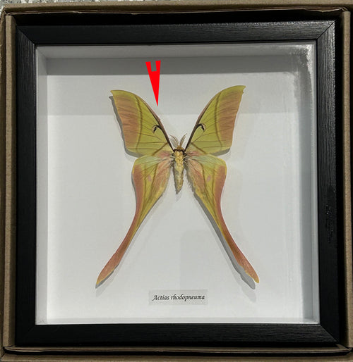 Actias rhodopneuma male # T ( special )