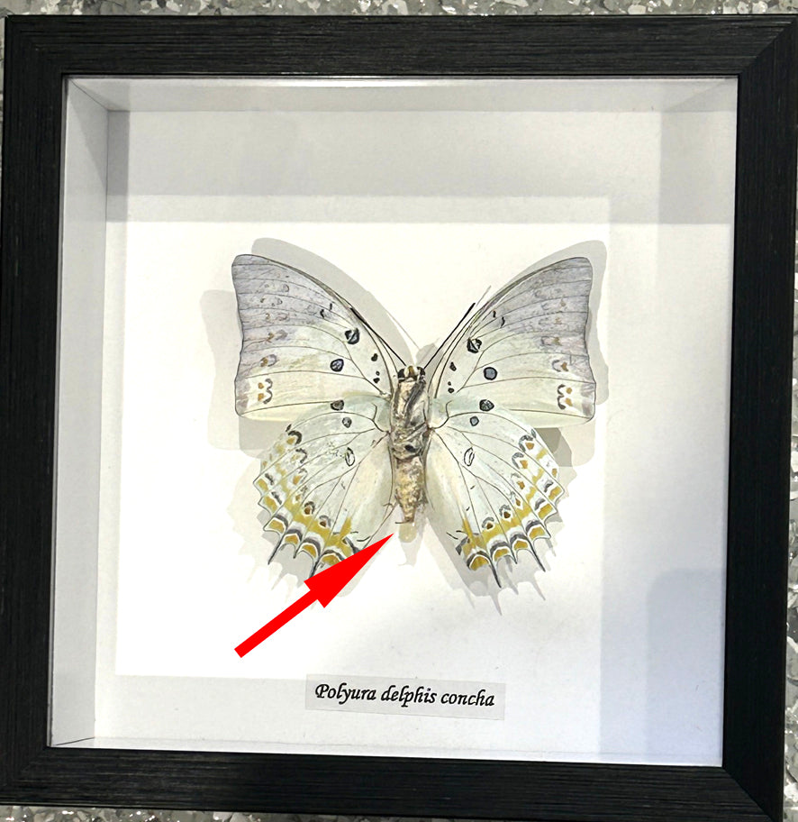 Polyura delphis concha label # 51 ( special )