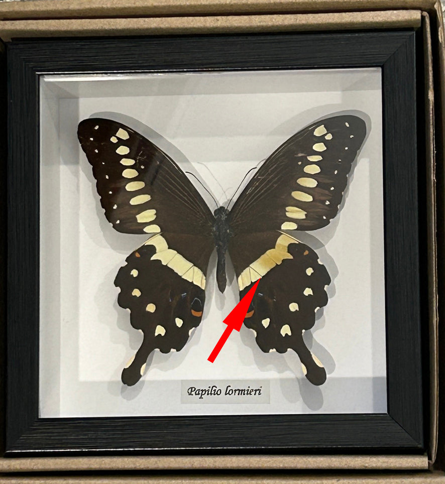 Papilio lormieri dorsal # 71 ( special )