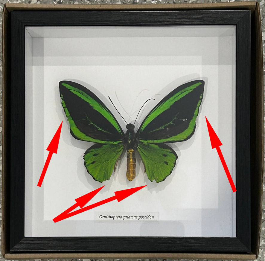 Ornithoptera priamus poseidon MALE # 20 ( special )