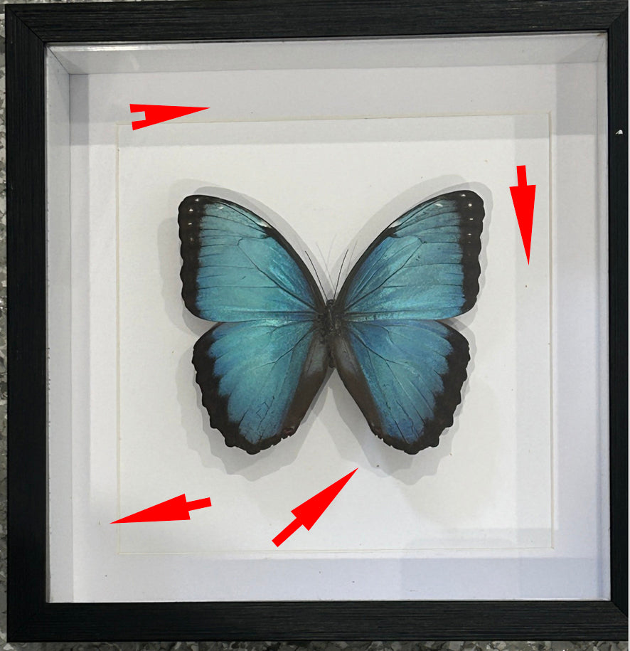 Morpho helenor carillensis # 66 ( special )