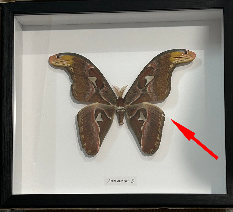 Atlas attacus male # TZ ( special )